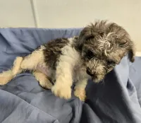 Randy, a male Havapoo for sale in Beach City, OH – 3 of 10