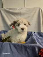 Ricky, a male Havapoo for sale in Beach City, OH – 4 of 10