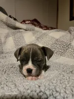 Muffin , a male Frenchton for sale in Beach City, OH – Photo 10 of 10