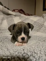 Muffin , a male Frenchton for sale in Beach City, OH – Photo 9 of 10