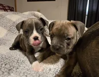 Muffin , a male Frenchton for sale in Beach City, OH – Photo 2 of 10