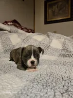 Muffin , a male Frenchton for sale in Beach City, OH – Photo 3 of 10