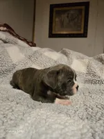 Muffin , a male Frenchton for sale in Beach City, OH – Photo 7 of 10