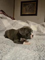 Muffin , a male Frenchton for sale in Beach City, OH – Photo 6 of 10