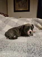 Muffin , a male Frenchton for sale in Beach City, OH – Photo 5 of 10