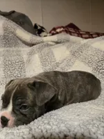 Muffin , a male Frenchton for sale in Beach City, OH – Photo 4 of 10