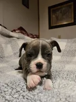 Muffin , a male Frenchton for sale in Beach City, OH – Photo 1 of 10