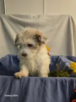 Ricky, a male Havapoo for sale in Beach City, OH – 7 of 10