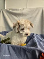 Ricky, a male Havapoo for sale in Beach City, OH – 3 of 10