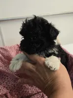 Sally, a female Havapoo for sale in Beach City, OH – 3 of 10