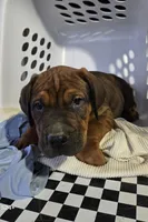 processed/5e2710ac-c9d0-4cde-8739-8376fdd60bd8/listing/6e18c441-4a16-4348-9489-b337595cfdee/8dd697d0-6928-46f5-af6f-0d460e4c99bd