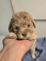 Buddy, a male Havapoo for sale in Beach City, OH – 1 of 10