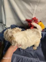 Ricky, a male Havapoo for sale in Beach City, OH – 5 of 10
