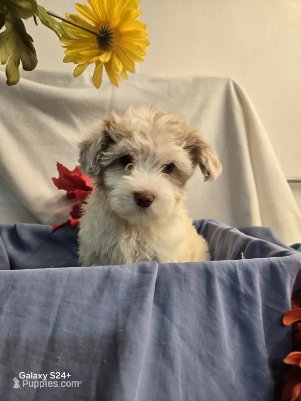 Ricky – Havapoo puppy for sale in Beach City, OH