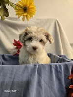 Ricky, a male Havapoo for sale in Beach City, OH – 1 of 10