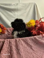 Sally, a female Havapoo for sale in Beach City, OH – 9 of 10