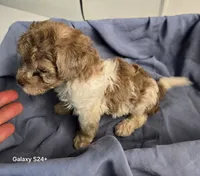 Buddy, a male Havapoo for sale in Beach City, OH – 10 of 10