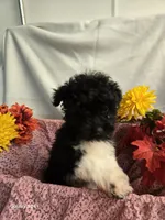 Sally, a female Havapoo for sale in Beach City, OH – 4 of 10