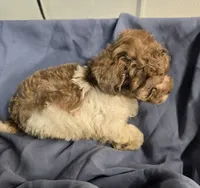 Buddy, a male Havapoo for sale in Beach City, OH – 9 of 10