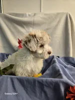 Ricky, a male Havapoo for sale in Beach City, OH – 2 of 10