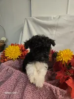 Sally, a female Havapoo for sale in Beach City, OH – 6 of 10