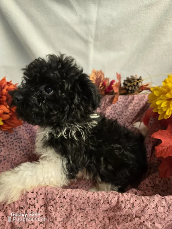 Sally – Havapoo puppy for sale in Beach City, OH