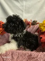 Sally, a female Havapoo for sale in Beach City, OH – 1 of 10