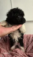 Sally, a female Havapoo for sale in Beach City, OH – 7 of 10