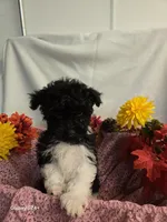 Sally, a female Havapoo for sale in Beach City, OH – 5 of 10