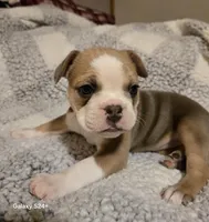 Pancake , a female Frenchton for sale in Beach City, OH – Photo 7 of 9