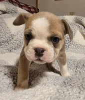 Pancake , a female Frenchton for sale in Beach City, OH – Photo 2 of 9