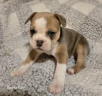 Pancake , a female Frenchton for sale in Beach City, OH – Photo 5 of 9