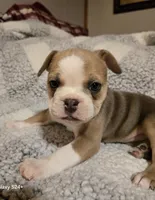 Pancake , a female Frenchton for sale in Beach City, OH – Photo 9 of 9