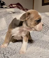 Pancake , a female Frenchton for sale in Beach City, OH – Photo 4 of 9