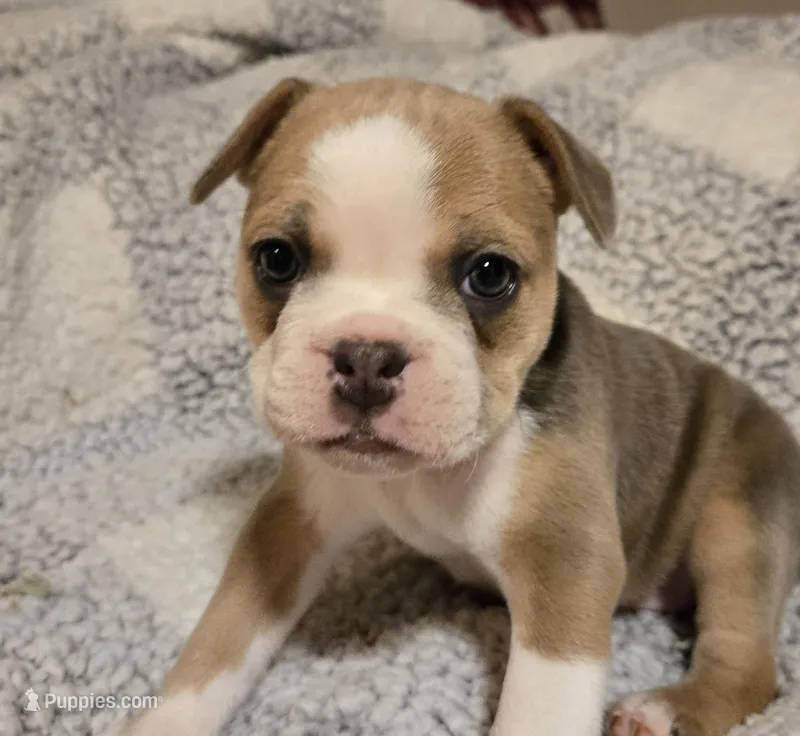 Pancake  – Frenchton puppy for sale in Beach City, OH