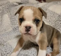 Pancake , a female Frenchton for sale in Beach City, OH – Photo 1 of 9