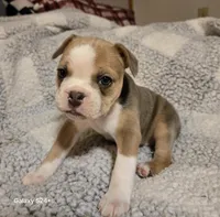 Pancake , a female Frenchton for sale in Beach City, OH – Photo 8 of 9