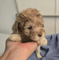 Buddy, a male Havapoo for sale in Beach City, OH – 3 of 10