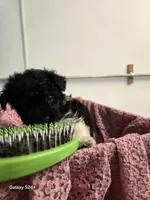 Sally, a female Havapoo for sale in Beach City, OH – 8 of 10
