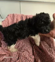 Sally, a female Havapoo for sale in Beach City, OH – 5 of 10