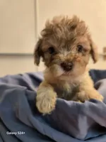 Buddy, a male Havapoo for sale in Beach City, OH – 5 of 10