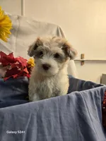 Ricky, a male Havapoo for sale in Beach City, OH – 6 of 10