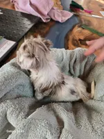 Rocky, a male Havapoo for sale in Beach City, OH – Photo 2 of 10