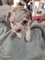 Rocky, a male Havapoo for sale in Beach City, OH – Photo 3 of 10