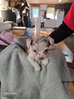 Rocky, a male Havapoo for sale in Beach City, OH – Photo 10 of 10