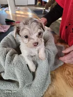 Rocky, a male Havapoo for sale in Beach City, OH – Photo 1 of 10