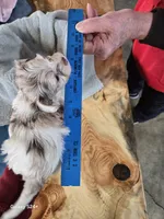 Rocky, a male Havapoo for sale in Beach City, OH – Photo 8 of 10