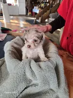 Rocky, a male Havapoo for sale in Beach City, OH – Photo 6 of 10