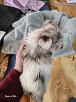 Rocky, a male Havapoo for sale in Beach City, OH – Photo 4 of 10