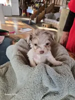 Rocky, a male Havapoo for sale in Beach City, OH – Photo 9 of 10